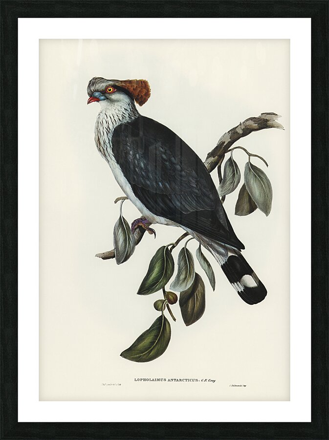 Topknot Pigeon Picture Frame print
