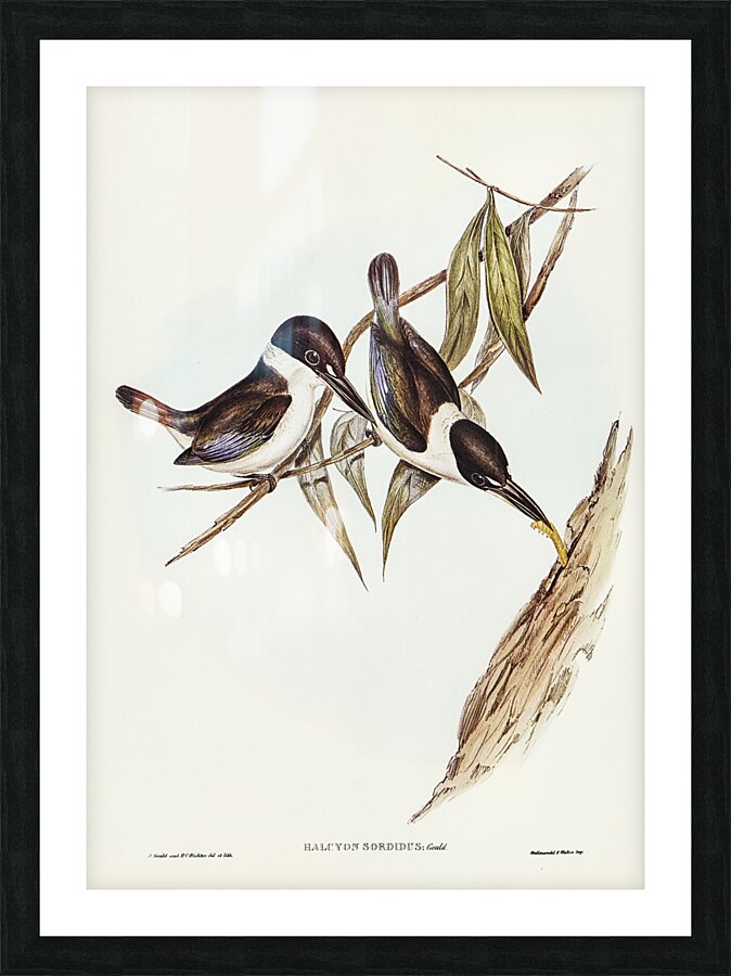 Torresian Kingfisher Picture Frame print