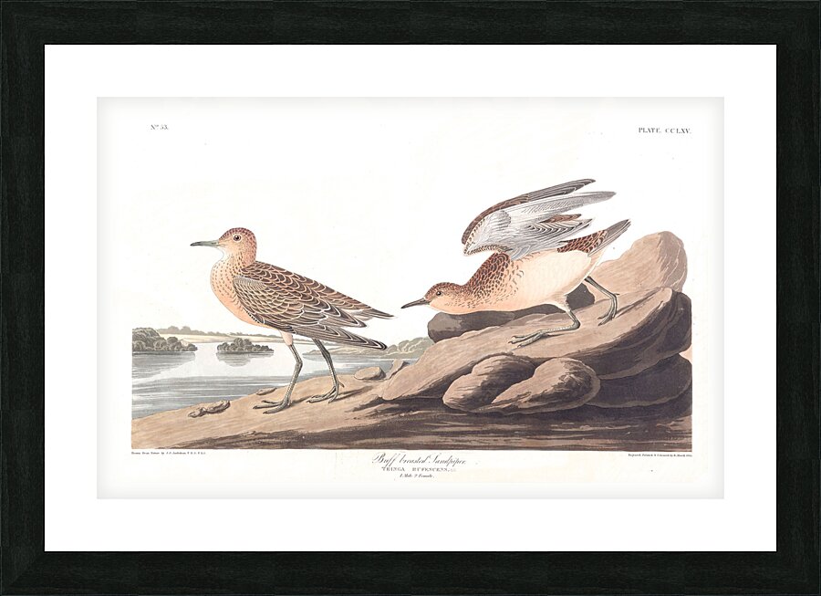 Plate 265 Buff Breasted Sandpiper Picture Frame print
