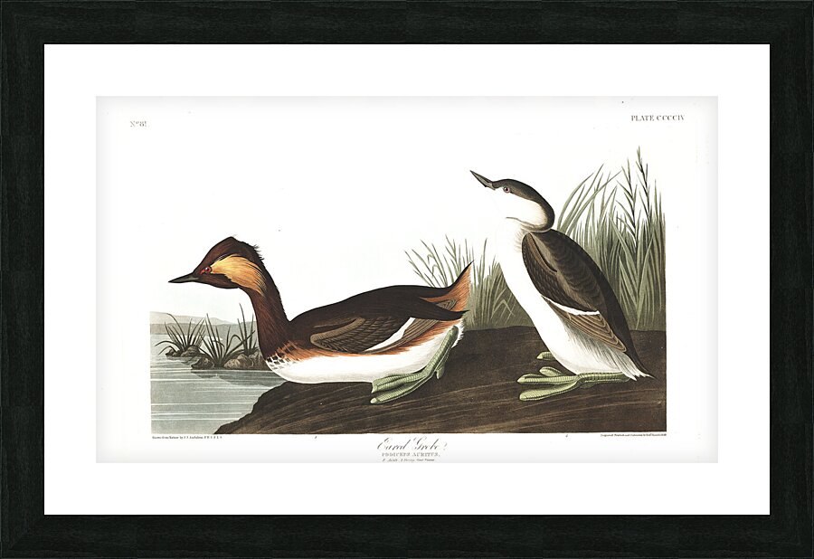 Plate 404 Eared Grebe Picture Frame print
