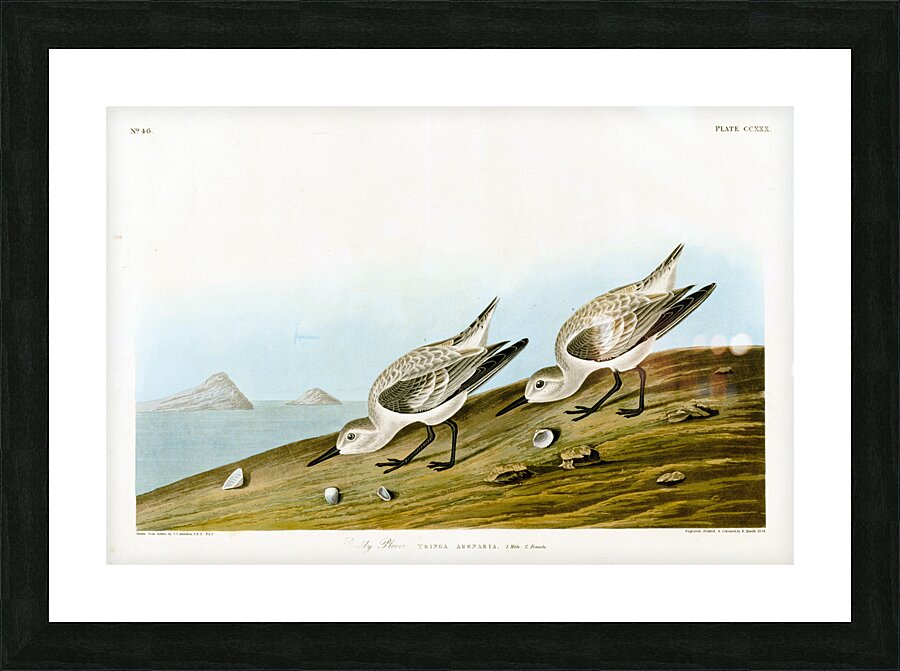 Plate 230 Sanderling Picture Frame print