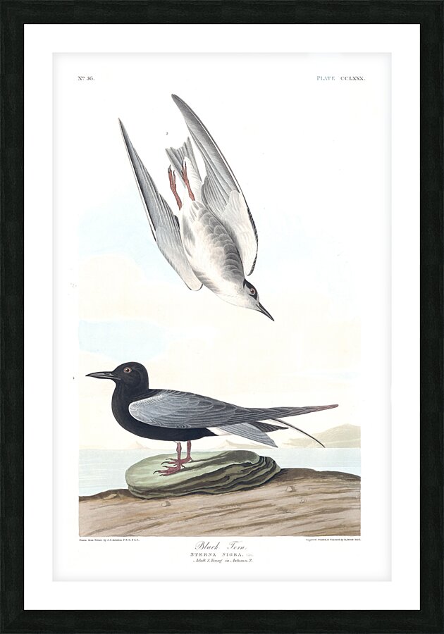 Plate 280 Black Tern Picture Frame print