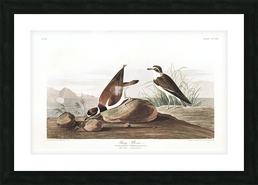 Plate 330 Common Ringed Plover Picture Frame print