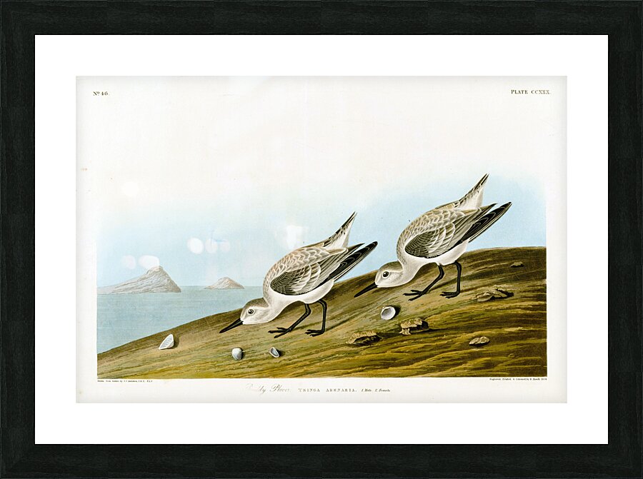 Plate 230 Sanderling Picture Frame print