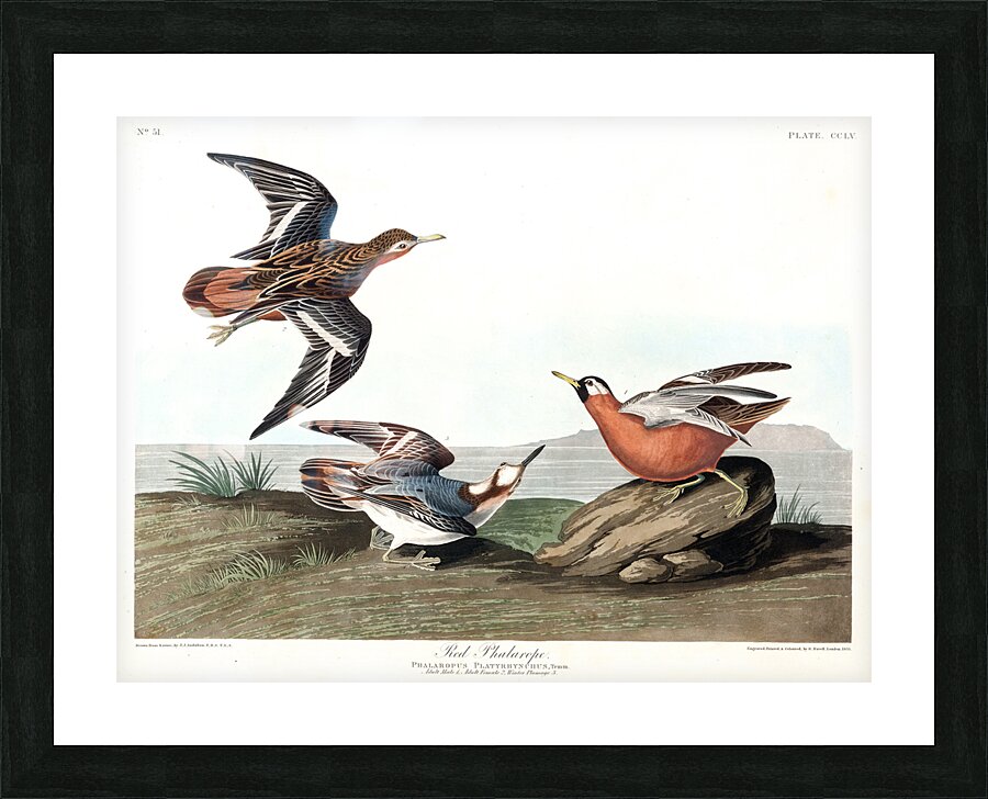 Plate 255 Red Phalarope Picture Frame print