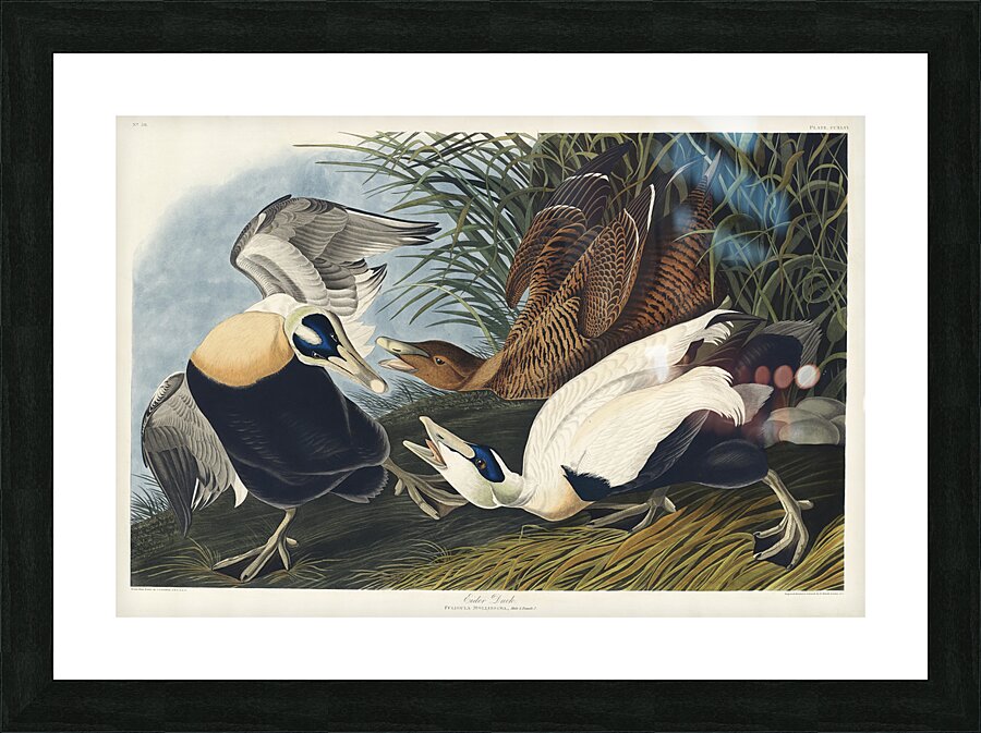 Plate 246 Common Eider Duck Picture Frame print