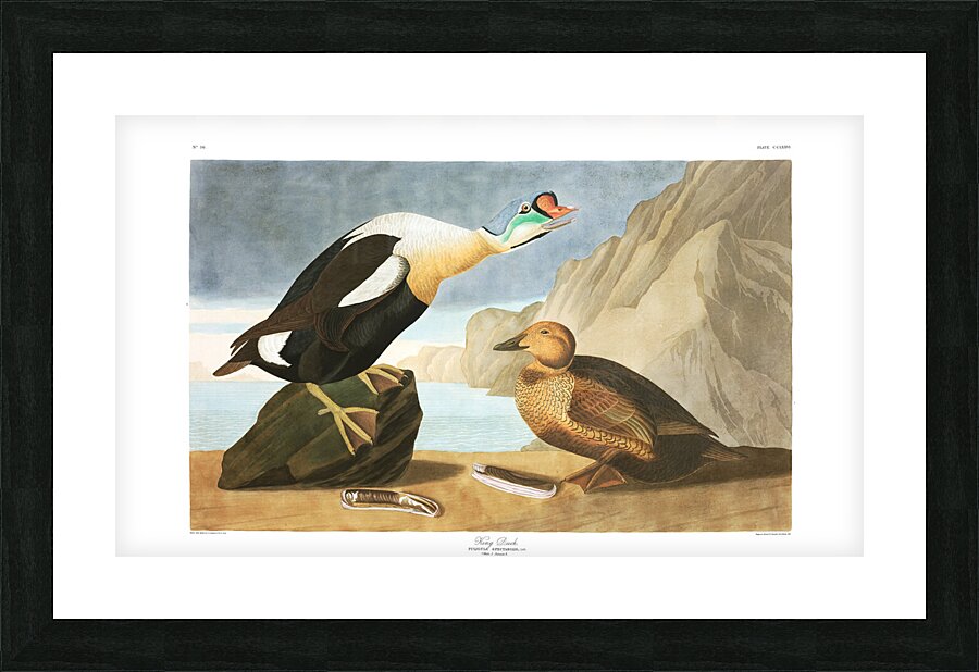 Plate 276 King Eider Duck Picture Frame print