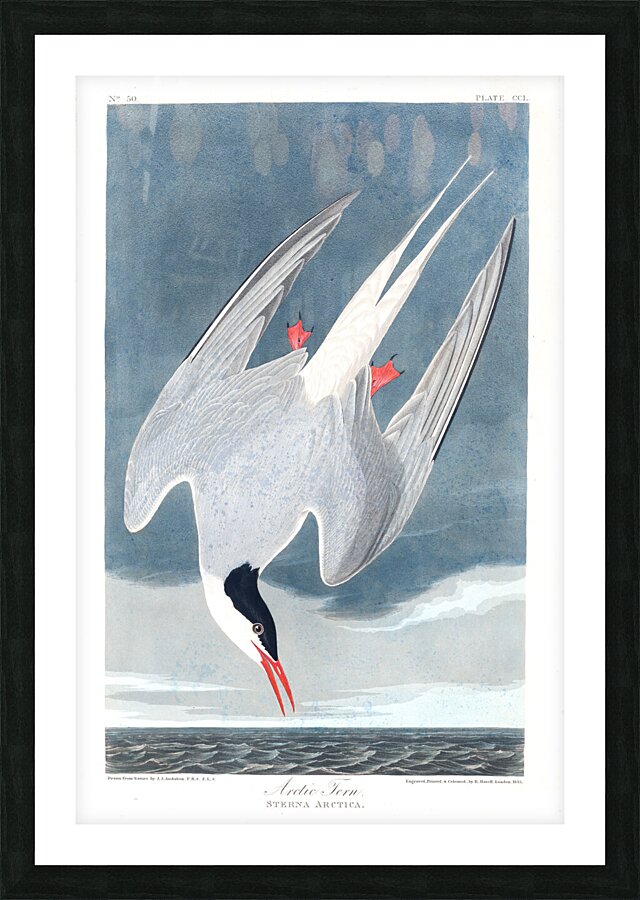 Plate 250 Arctic Tern Picture Frame print