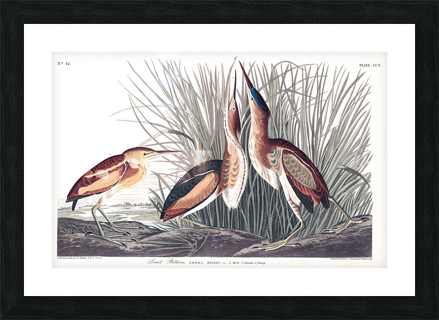 Plate 210 Least Bittern Picture Frame print