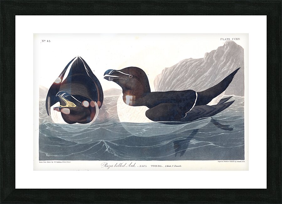 Plate 214 Razorbill Picture Frame print