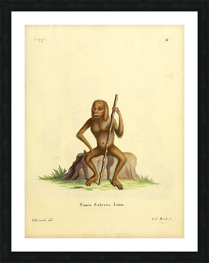 Bornean Orangutan Picture Frame print