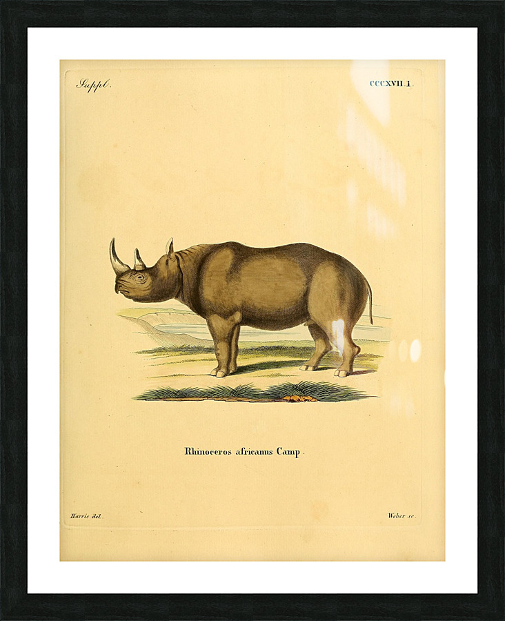 Black Rhino Picture Frame print