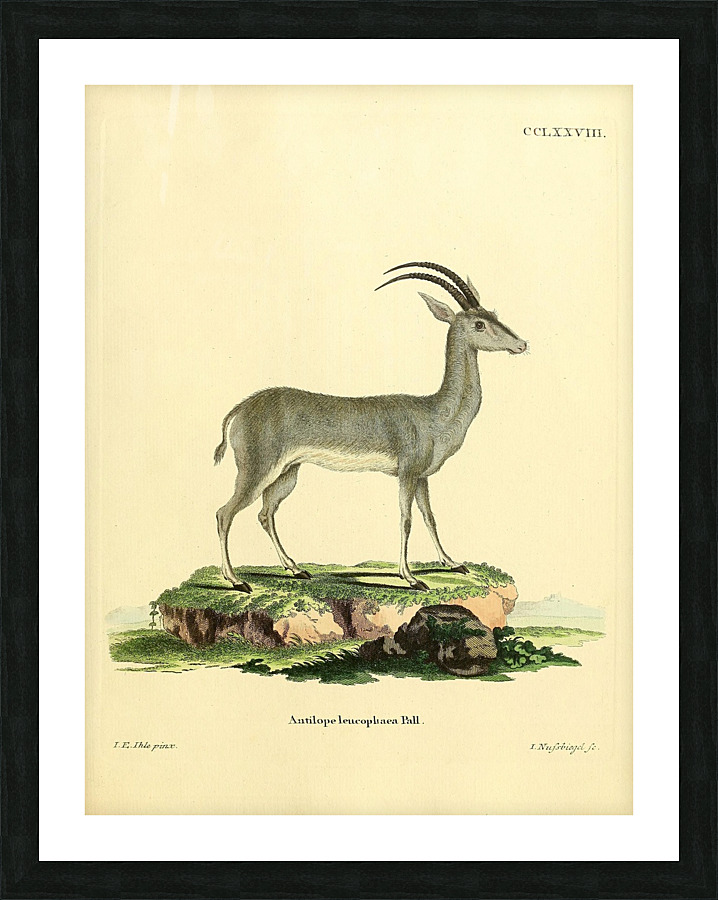 Bluebuck Picture Frame print