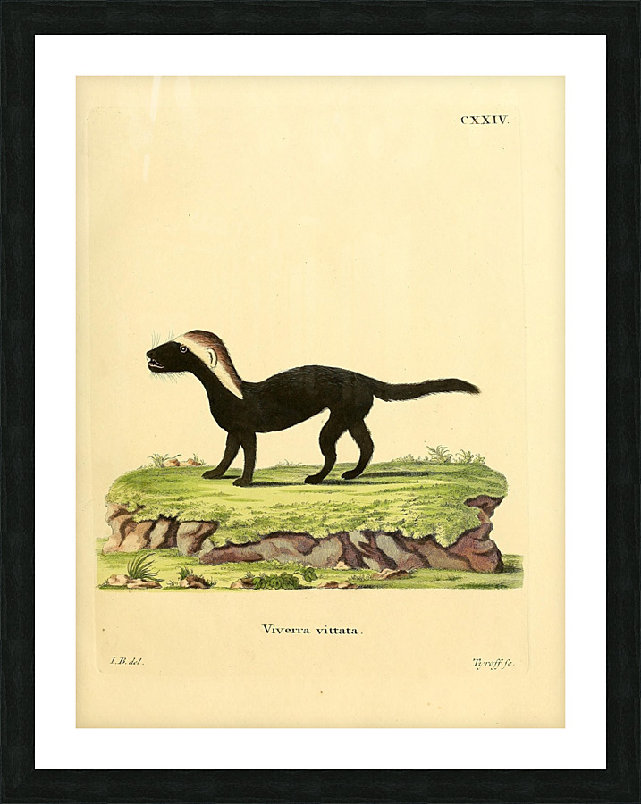 Greater Grison Picture Frame print