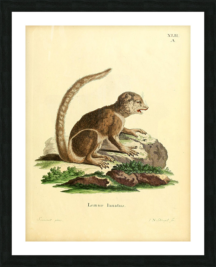 Eastern Woolly Lemur Picture Frame print