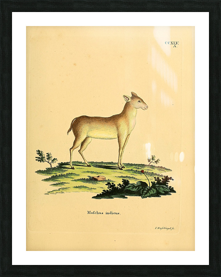 Java Mouse Deer Picture Frame print