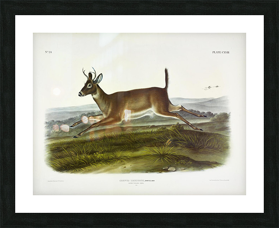 Mule Deer Picture Frame print