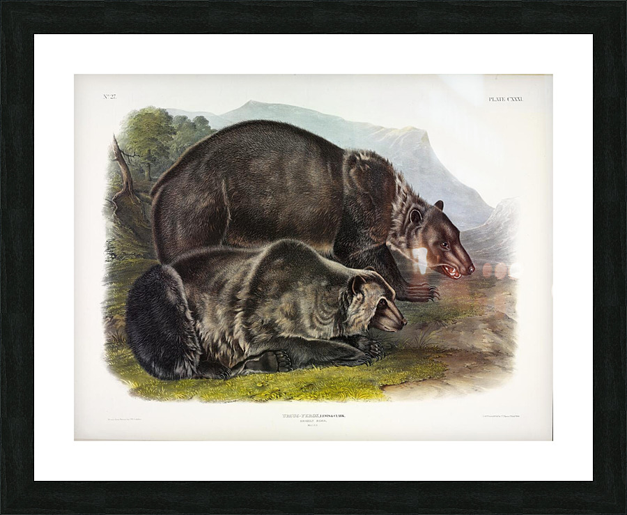 Grizzly Bear Picture Frame print