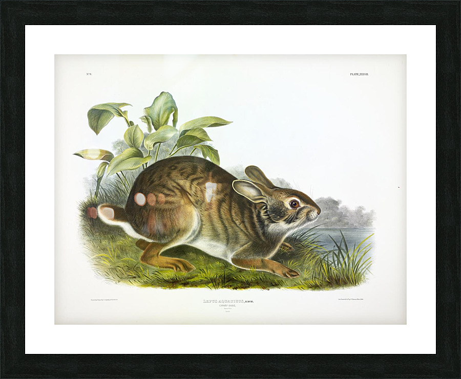 Swamp Hare Picture Frame print