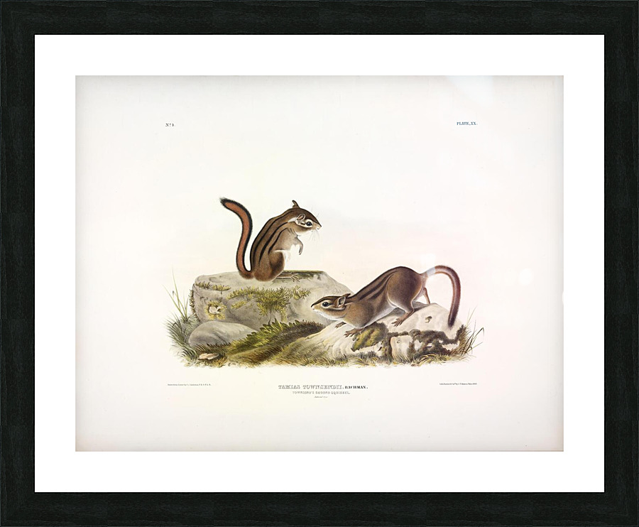 Townsend s Ground Squirrel Picture Frame print
