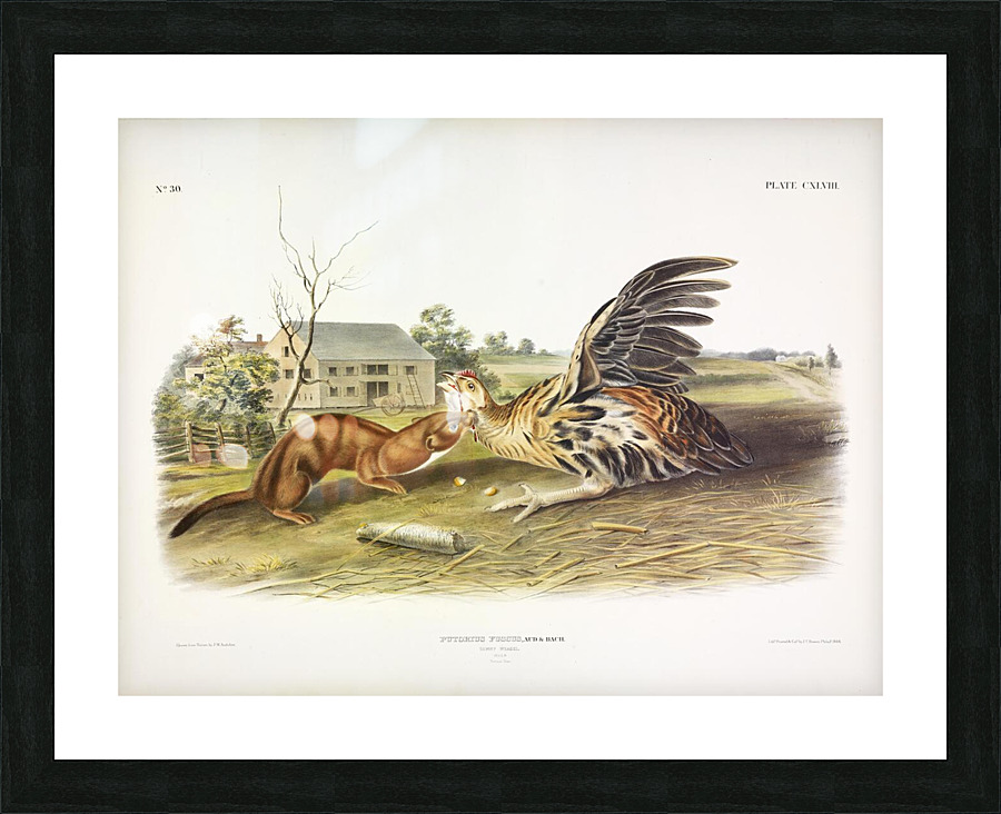 Tawny Weasel Picture Frame print