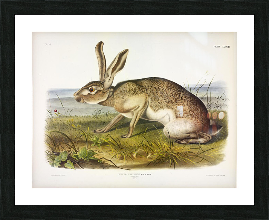 Texian Hare Picture Frame print