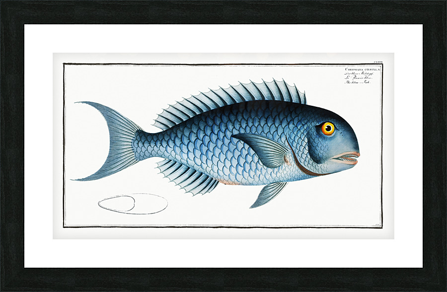 Blue Parrotfish Picture Frame print