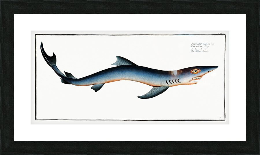 Blue Shark Picture Frame print