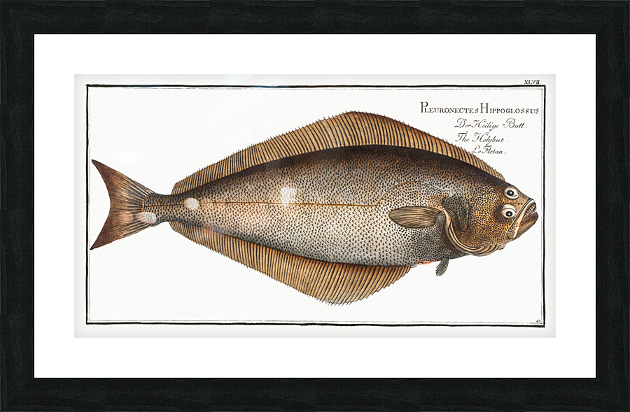 Atlantic Halibut Picture Frame print
