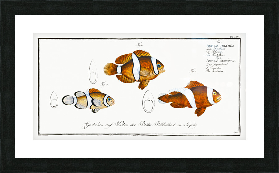 Clownfish Anemonefish Picture Frame print