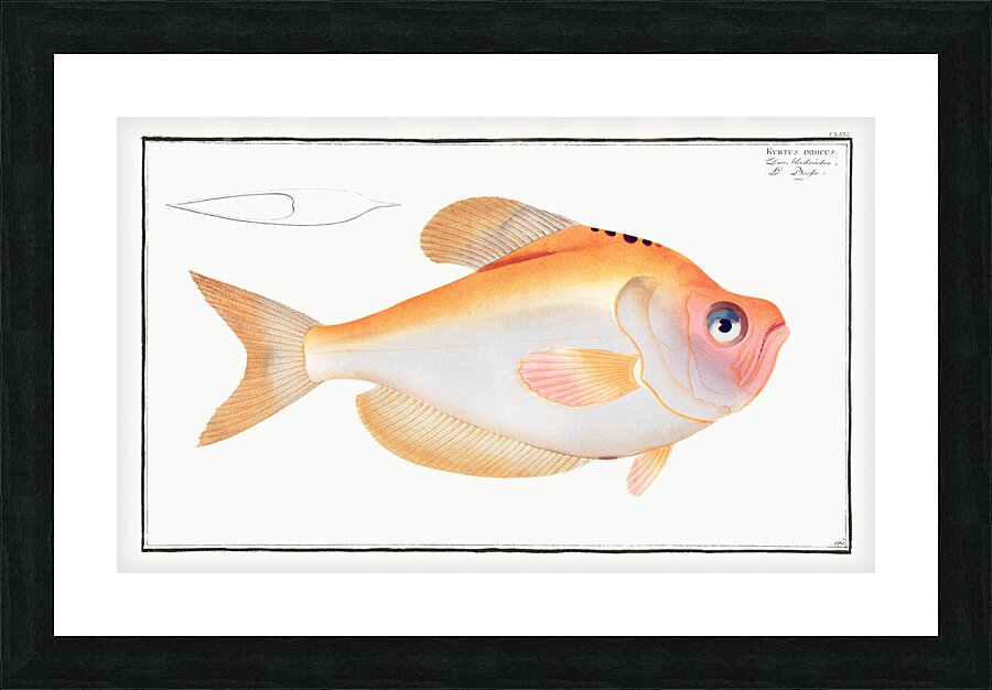 Indian Humphead Picture Frame print