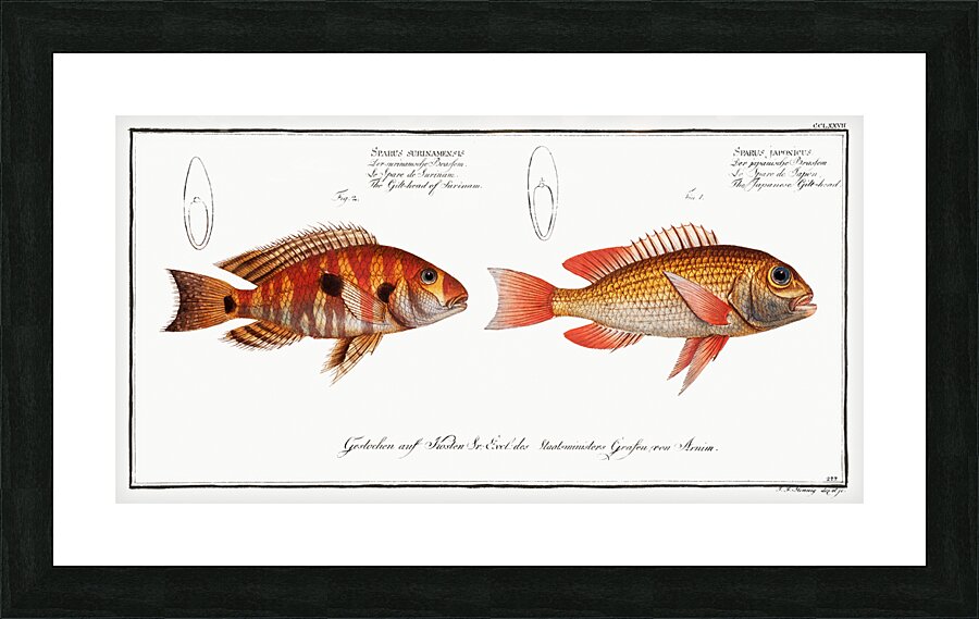 Japanese Threadfin Bream and Redstriped Eartheater Picture Frame print