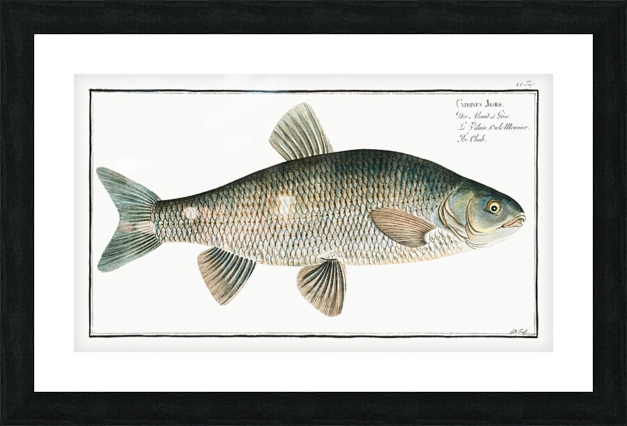 Ide Orfe Picture Frame print