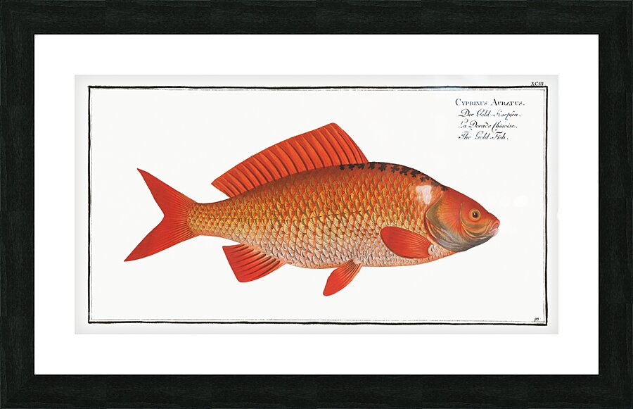 Goldfish Picture Frame print