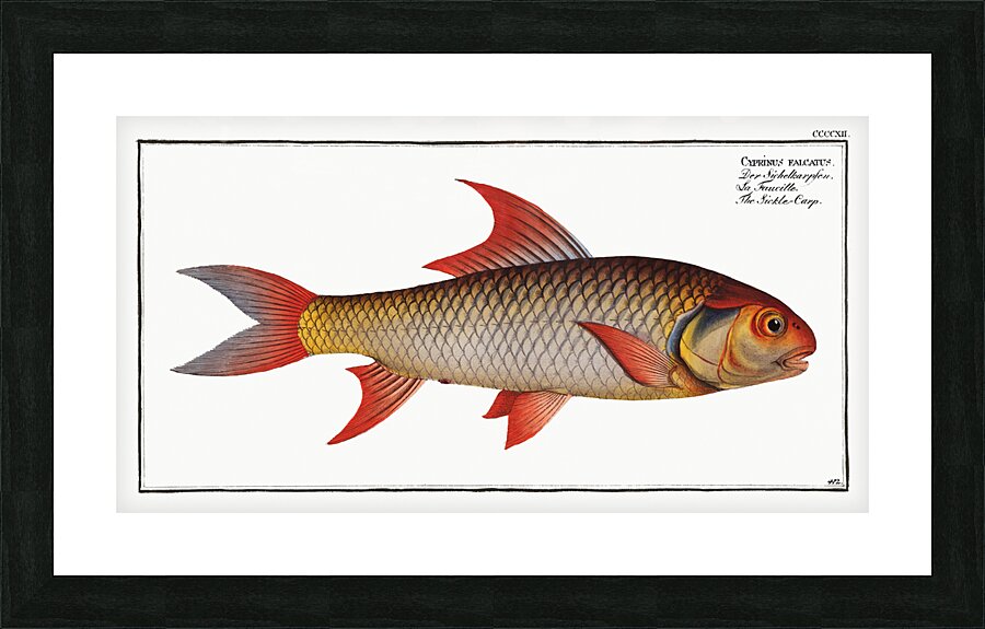 Labeo Boga Picture Frame print