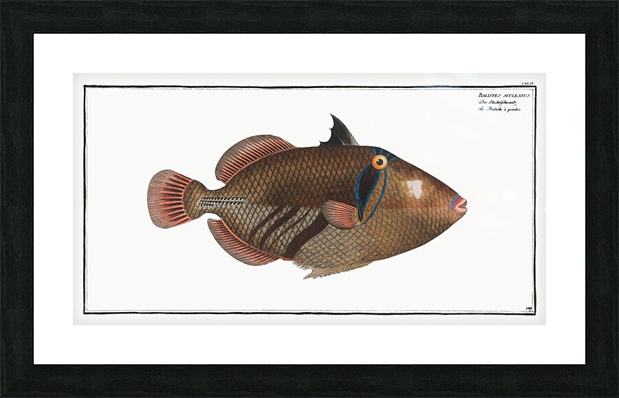 Lagoon Blackbar Triggerfish Picture Frame print