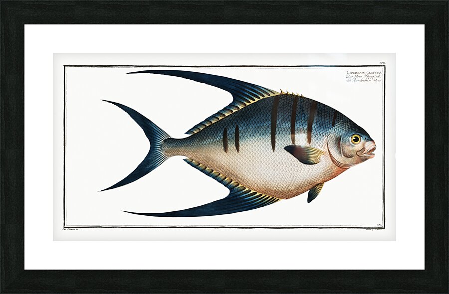Great Pompano Palometa Picture Frame print