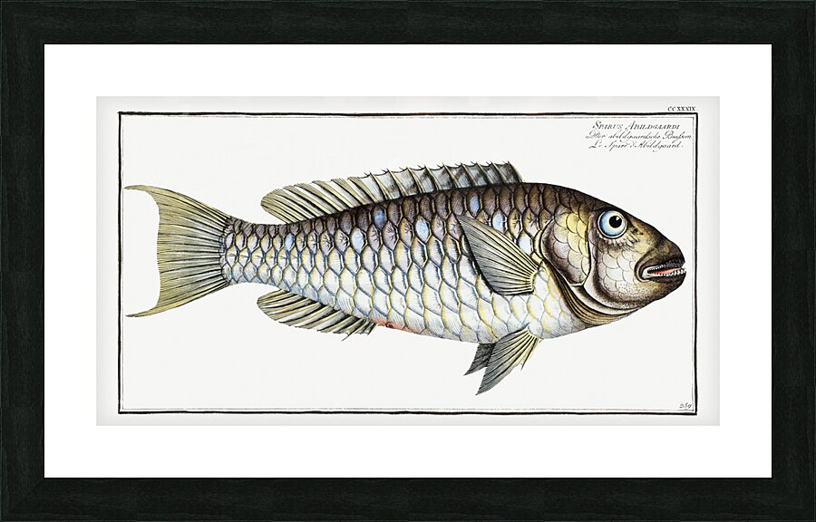 Redtail Parrotfish Picture Frame print