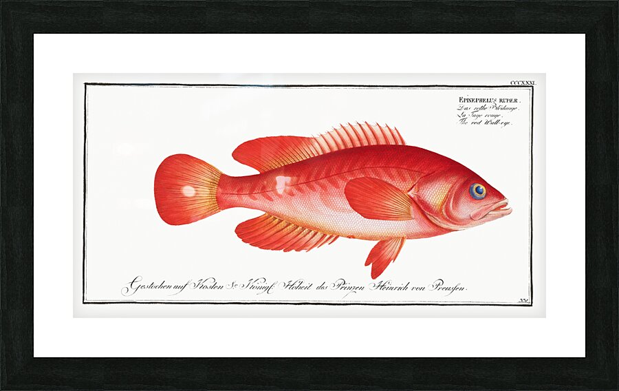 Mottled Grouper Picture Frame print