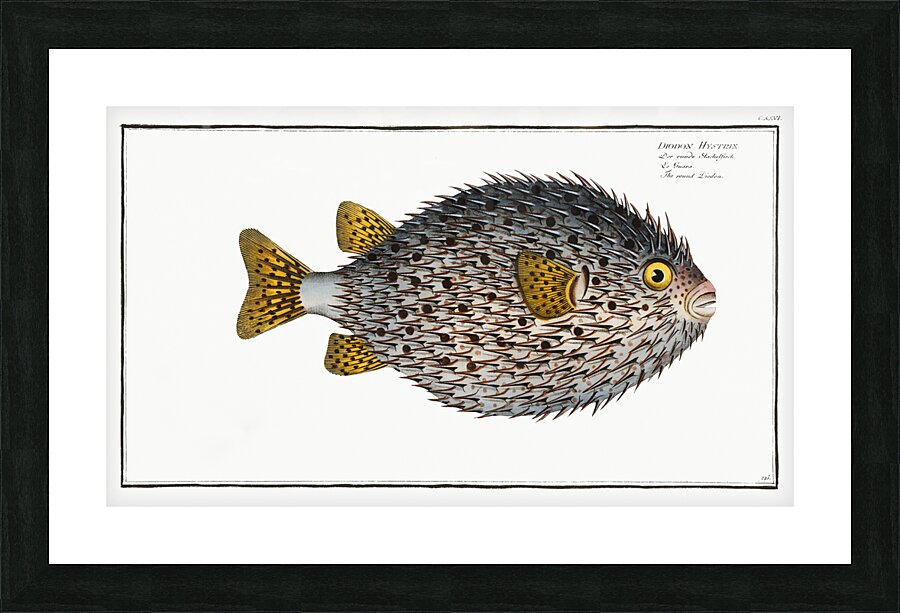 Spot Fin Porcupinefish Picture Frame print