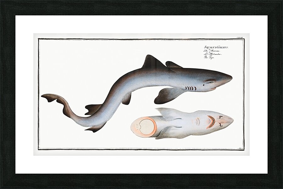 School Shark Picture Frame print