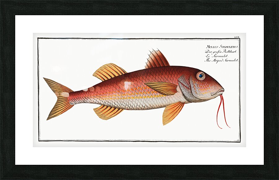 Striped Red Mullet Surmullet Picture Frame print