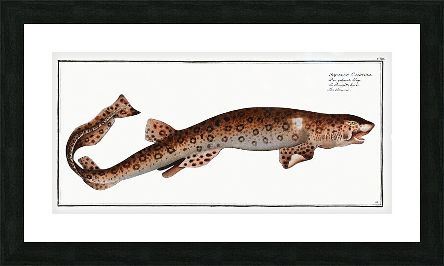 Small Spotted Catshark Sandy Dogfish Picture Frame print
