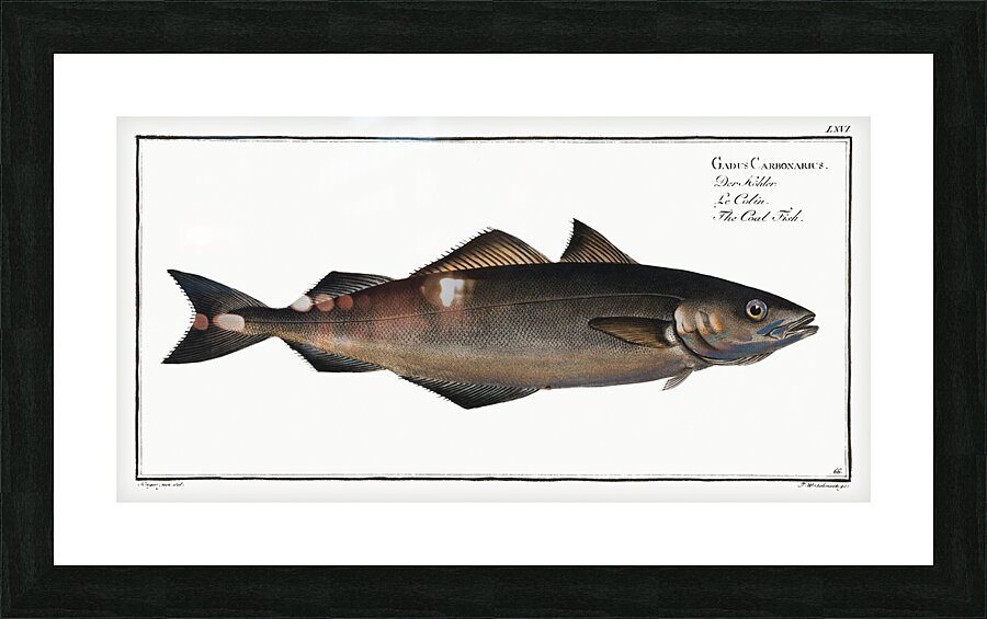 Saithe Pollock Coalfish Picture Frame print