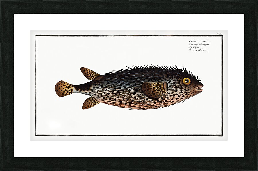 Spotfin Burrfish Picture Frame print