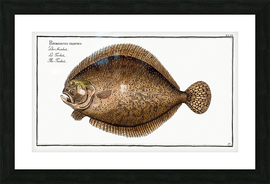 Turbot Flatfish Picture Frame print