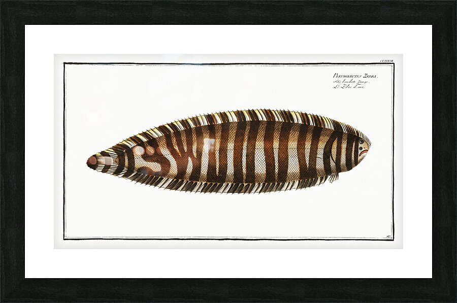 Zebra Sole Picture Frame print