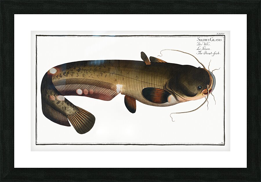Wels Catfish Sheatfish Picture Frame print