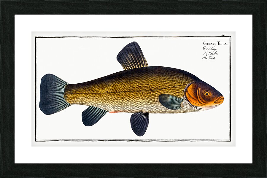 Tench Doctor Fish Picture Frame print