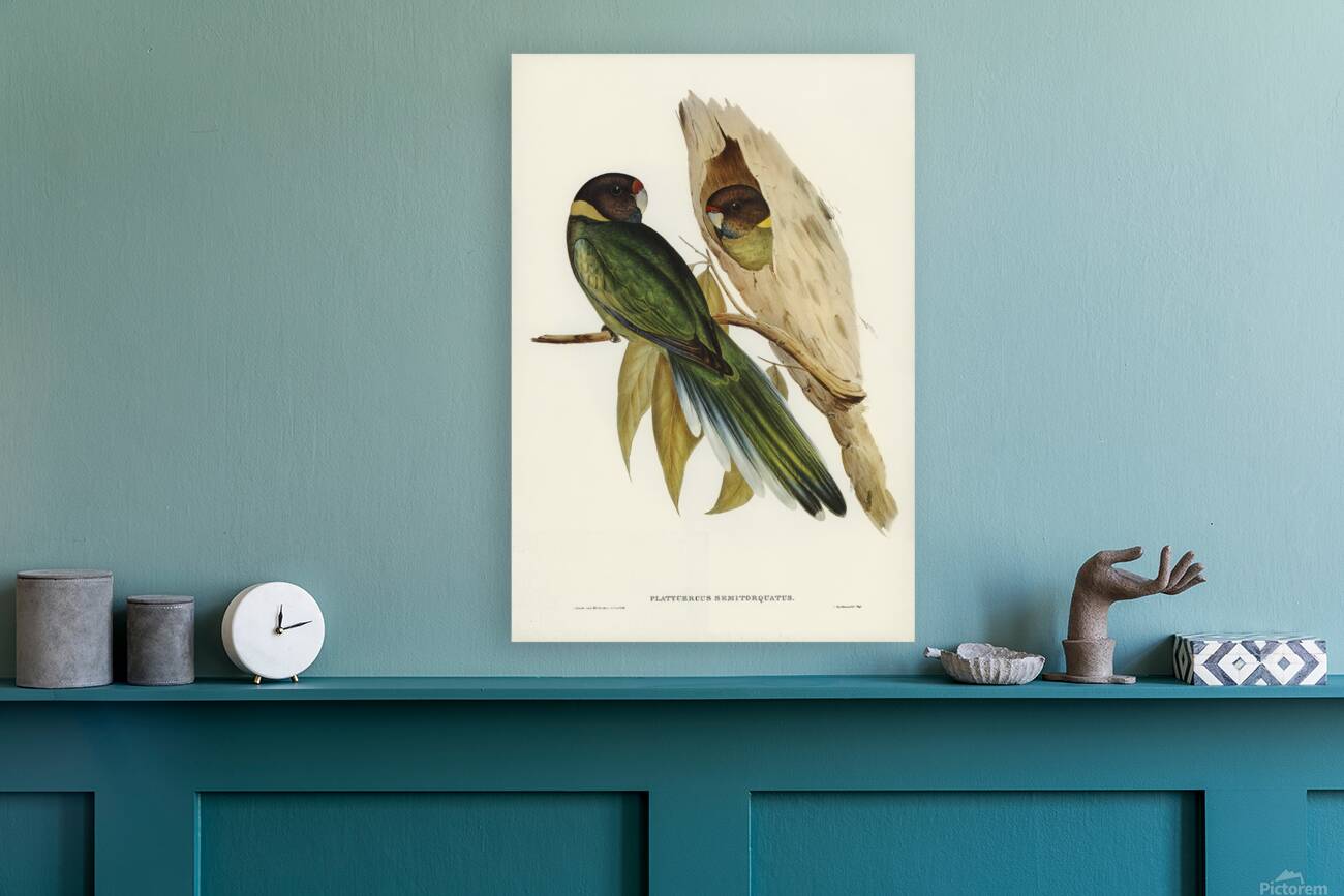 Australian Ringneck Reproduction